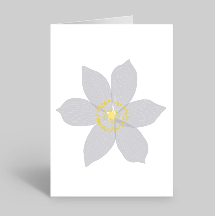 Prairie Pasqueflower Greeting Card