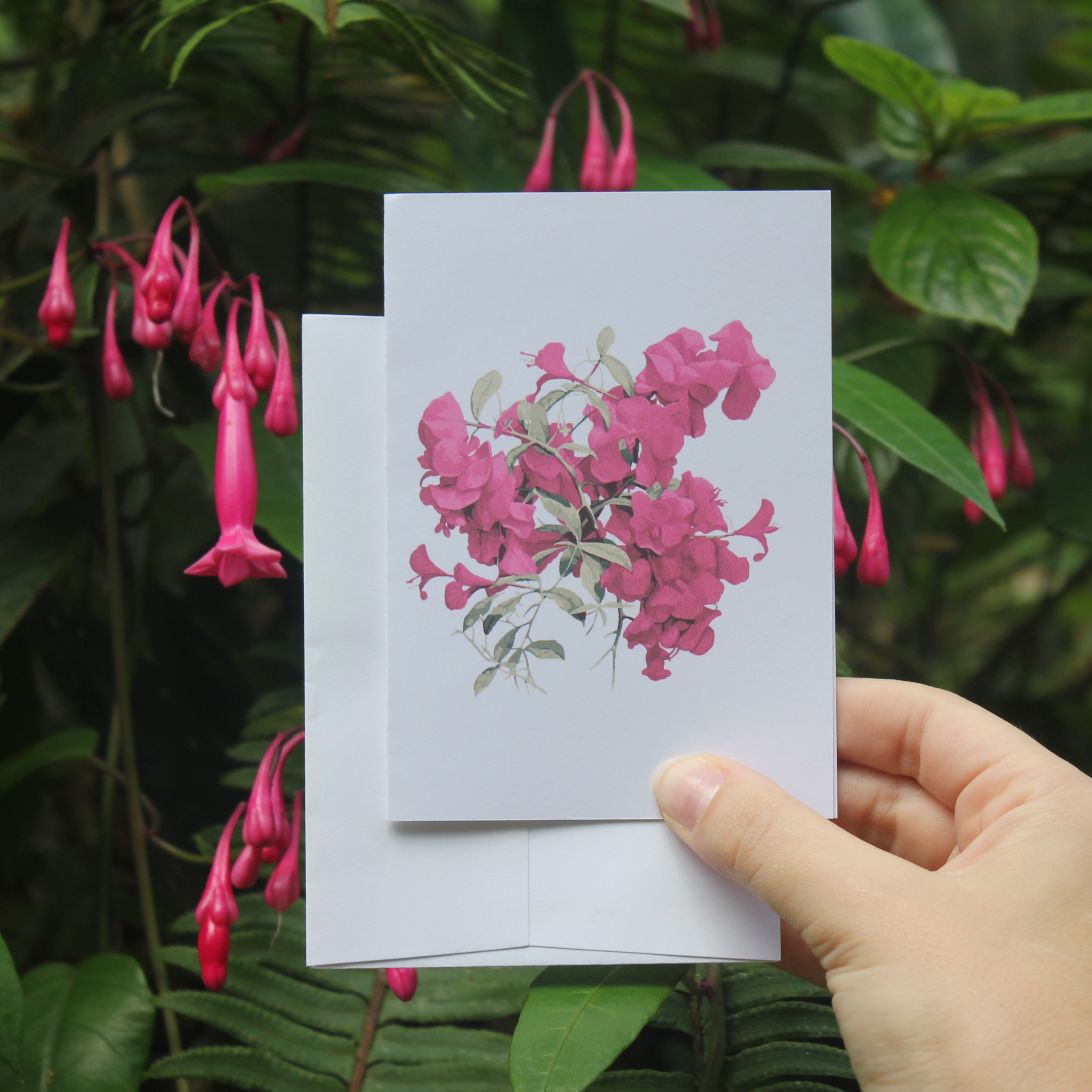 Boungainvillea Trinitaria Greeting Card with Envelope